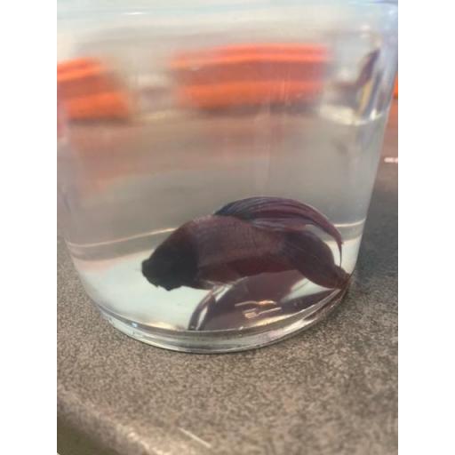 BETTA MACHO CAMBOYANO METALICO ROJO 5-6CM [0]