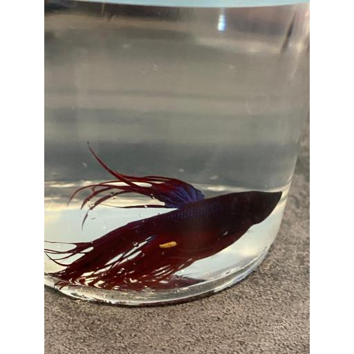 BETTA MACHO CORONA 5-6CM [1]