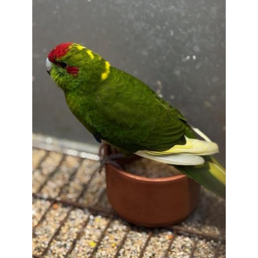 KAKARIKI MACHO [2]