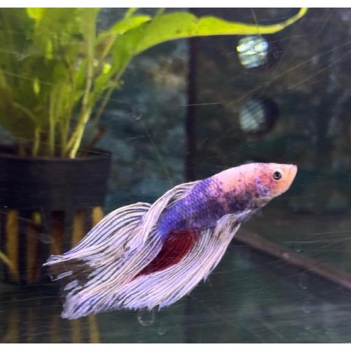 BETTA MACHO HALF MOON [3]