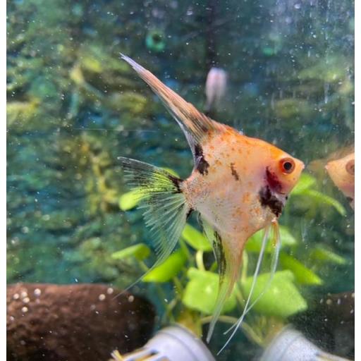 ESCALAR RED DEVIL AMERICANO SALVAJE 3,5-5CM - PTEROPHYLLUM SCALARE RED DEVIL AMERICAN WILD [2]