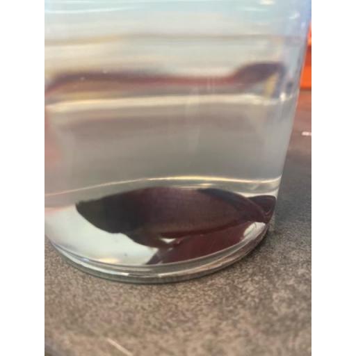 BETTA MACHO CAMBOYANO METALICO ROJO 5-6CM [1]