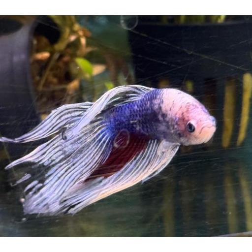 BETTA MACHO HALF MOON [0]