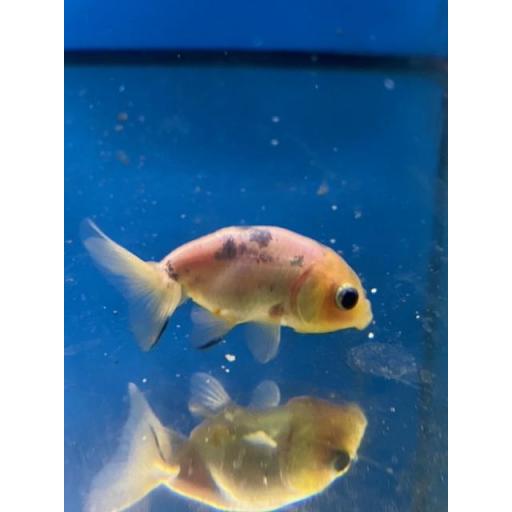 RANCHU CALICO 4 - 6cm [3]