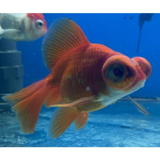 TELESCOPICO COLA MARIPOSA ROJO 12-14cm - CARASSIUS AURATUS [0]
