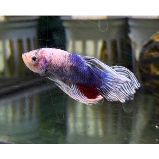 BETTA MACHO HALF MOON [1]
