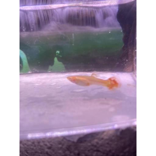 GUPPY FULL RED ALBIN HEMBRA 2.5-3CM [1]