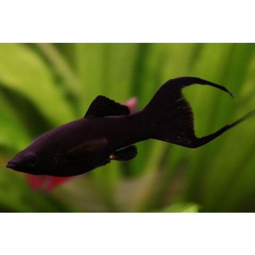 MOLLY LIRA NEGRO MACHO XL [0]