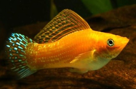 MOLLY VELIFERA GOLD 5-6CM [0]