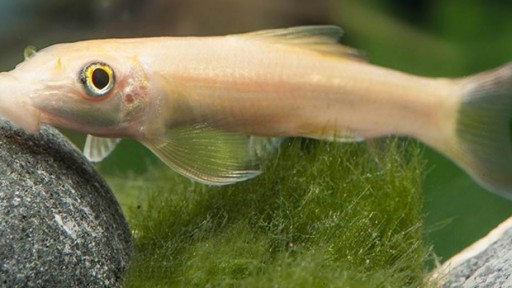 Ventosa Oro 4-5cm [0]