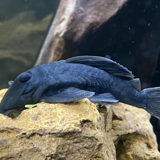 ANCISTRINAE BLUE FIN PANAQUE L239 5-8CM [0]