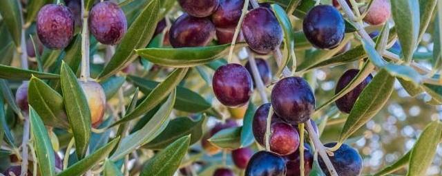 Variedad de aceituna