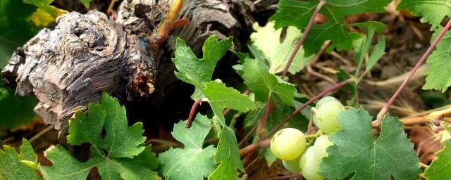 Denominación de Origen