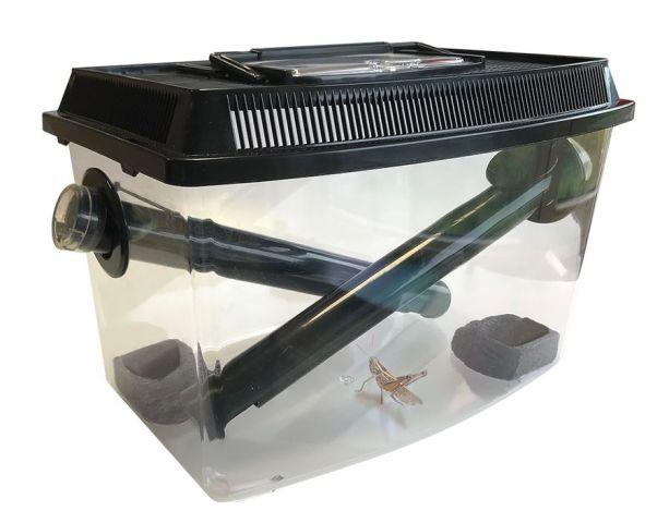 contenedor_grillos_mantenimiento_reptiles