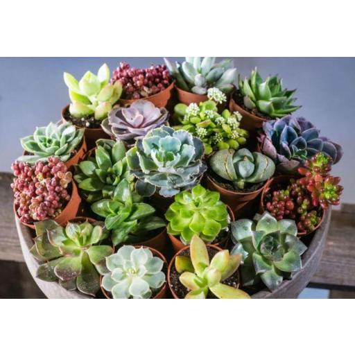 mix_plantas_terrario [0]