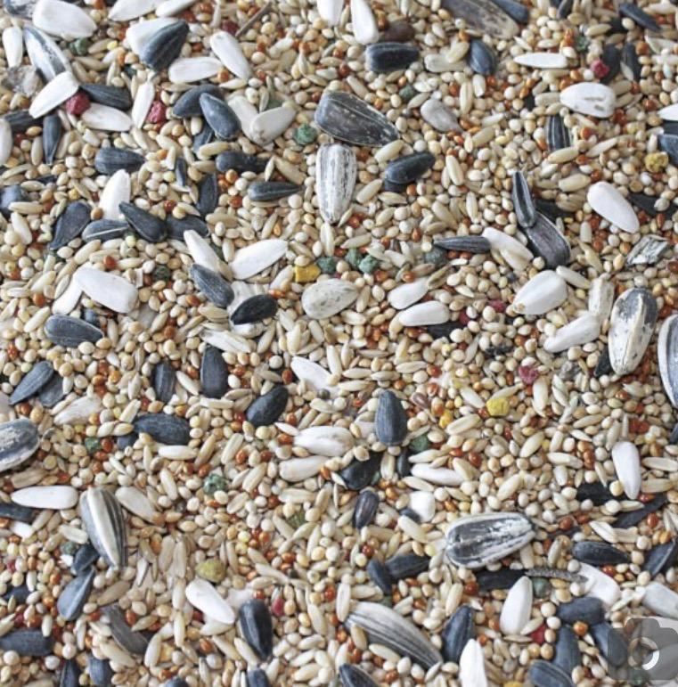 mixtura_comida_mezcla_ninfas_agapornis