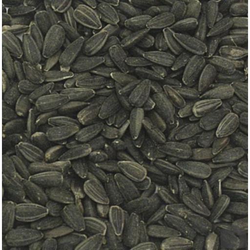 pipa_negra_pajaros [0]