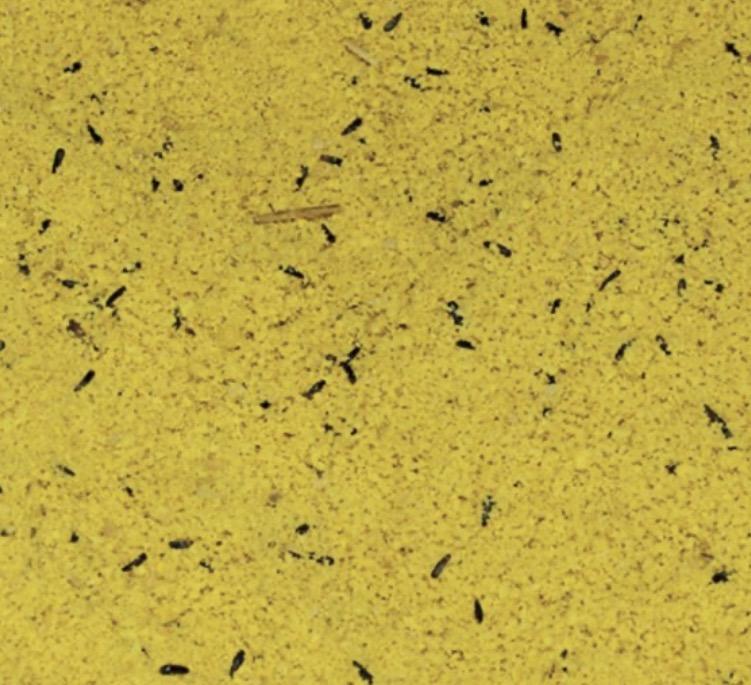 pasta_cria_miel_huevo_pajaros_amarilla