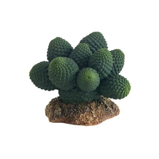Cactus para terrarios ATACAMMA