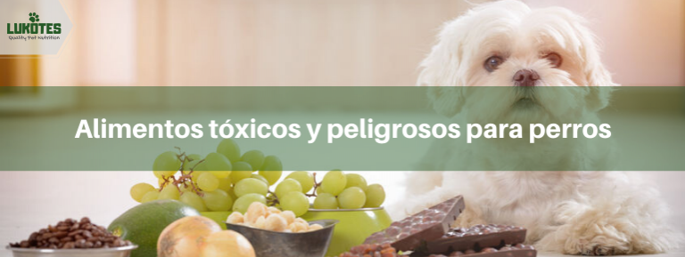 Alimentos tóxicos y peligrosos para perros