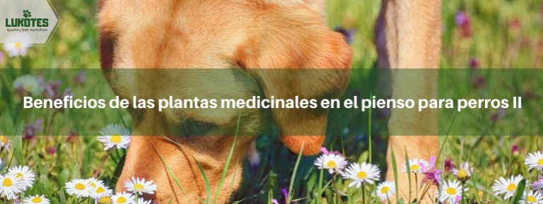 Beneficios de las plantas medicinales en el pienso para perros II