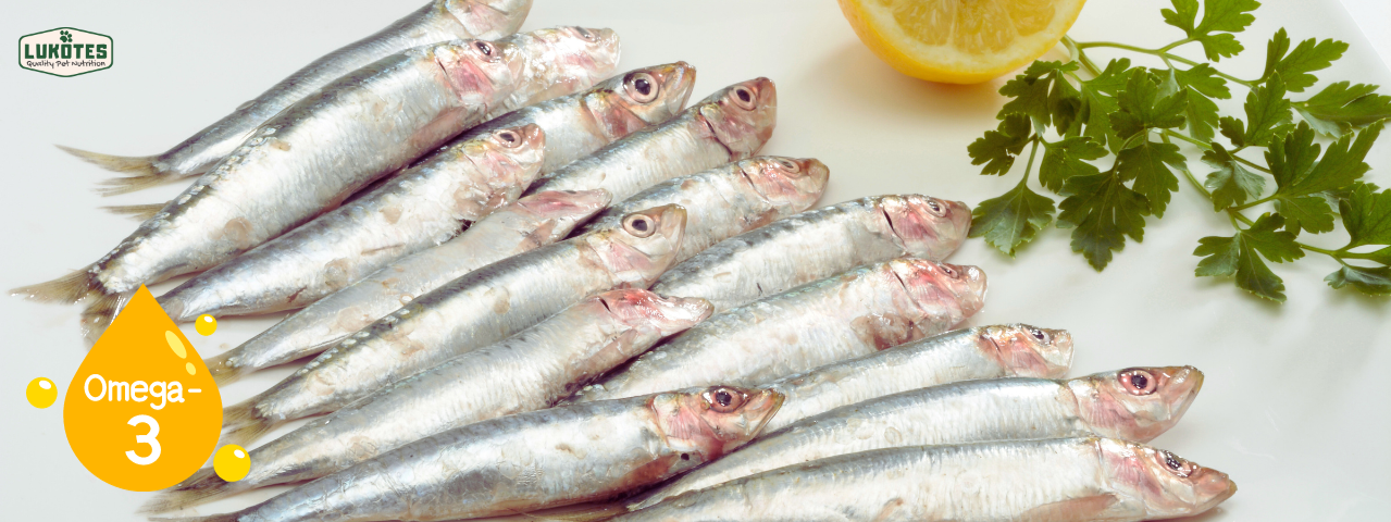 Beneficios del aceite de sardinas para perros y gatos