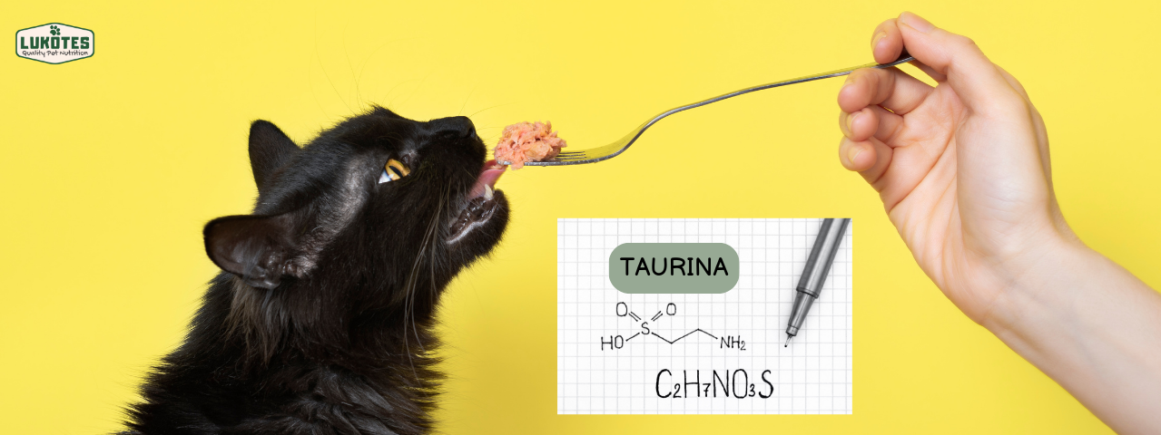 ¿Qué es la taurina y por qué es tan importante para los gatos? 