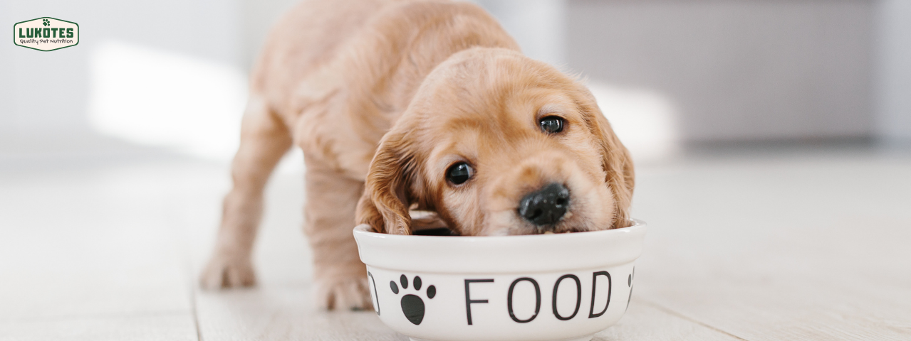 Comida para perros deshidratada | Lukotes