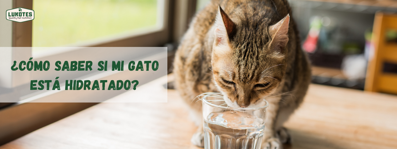 ¿Cómo saber si mi gato está hidratado? Trucos para que tu gato beba agua.