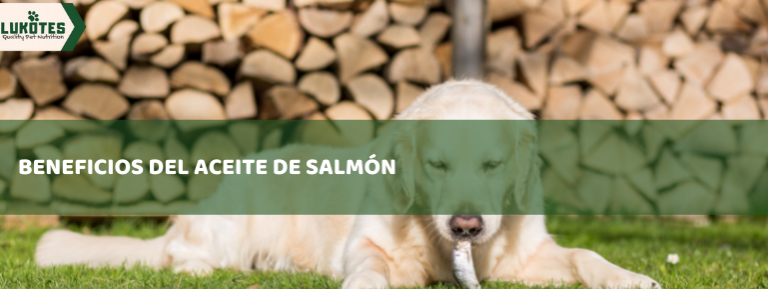 Beneficios del aceite de salmón para tu perro y gato ¡Son muchos!