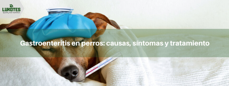 Gastroenteritis en perros: Causas, Síntomas y Tratamiento