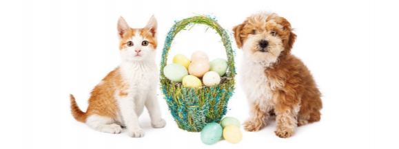 ¿Son buenos los huevos para tu perro o gato? 