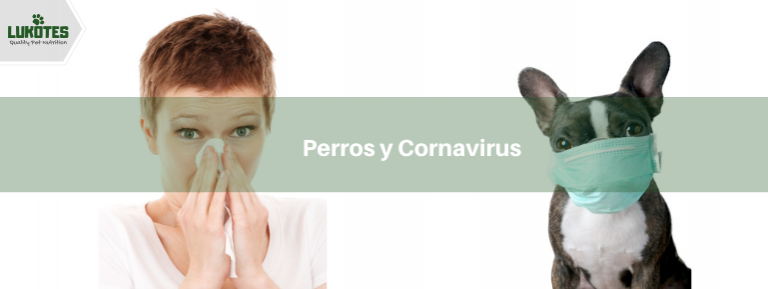 Perros y Coronavirus