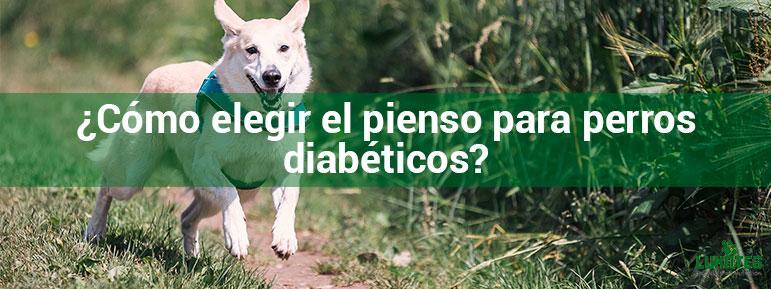 ¿Cómo elegir el pienso para perros diabéticos?