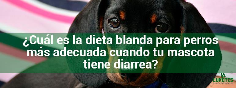 ¿Cuál es la dieta blanda para perros más adecuada cuando tu mascota tiene diarrea?
