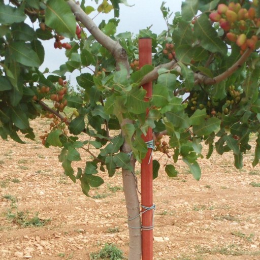 Tutor sintético 4 x 200 cm [2]