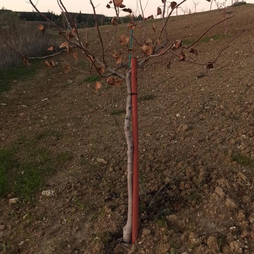 Tutor sintético 4 x 200 cm [1]