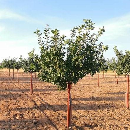 Tutor sintético 4 x 200 cm