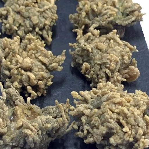 ORTIGUILLAS DE MAR PRECOCINADAS [0]