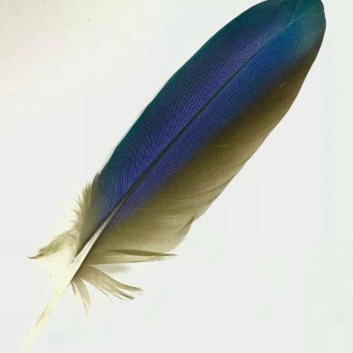 Blue Parrot Feather - Pluma de Loro 18 cm