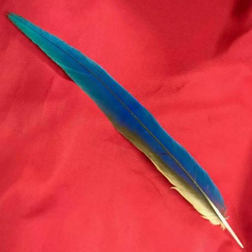 Genuine Blue Parrot Feather - Pluma de Loro 50 cm 