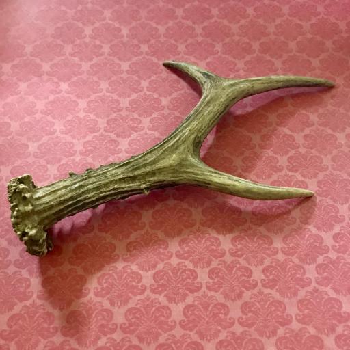 Horn of roe deer ( big ) 