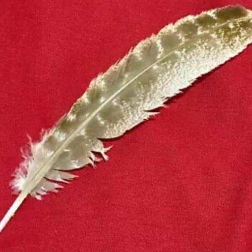 Genuine hawk Feather - Pluma de Halcon 20 cm