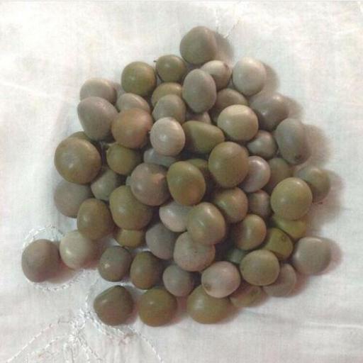  Seed Guacalote / Quita Maldicion - 