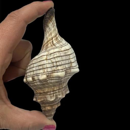 caracola strombus pugilis 12 cm aproximadamente