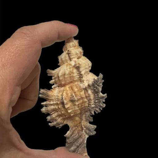 caracola chicoreus ramosus 10 cm aprox.