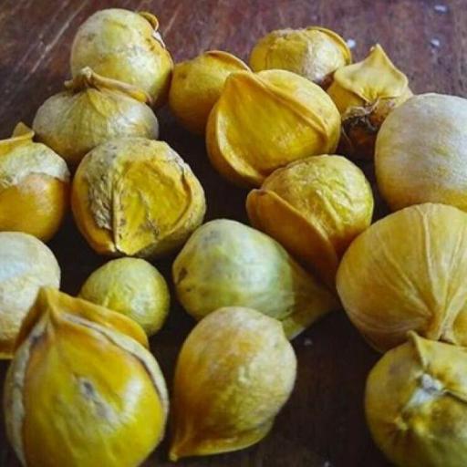 Garlic male bag of 10 units - Ajo Macho - Wicca Spell witchcraft 
