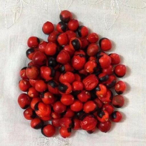 Seed Pericoca / Buena Suerte - 