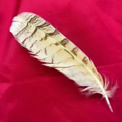 Genuine Owl Feather - Pluma de Buho 25 cm