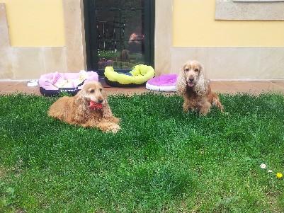Guardería canina perros medianos. Cuidadora de perros en Gijón